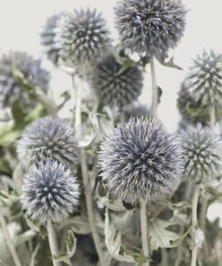 Alternative view of Blue Dried Echinops Globe Thistles - 16-22"