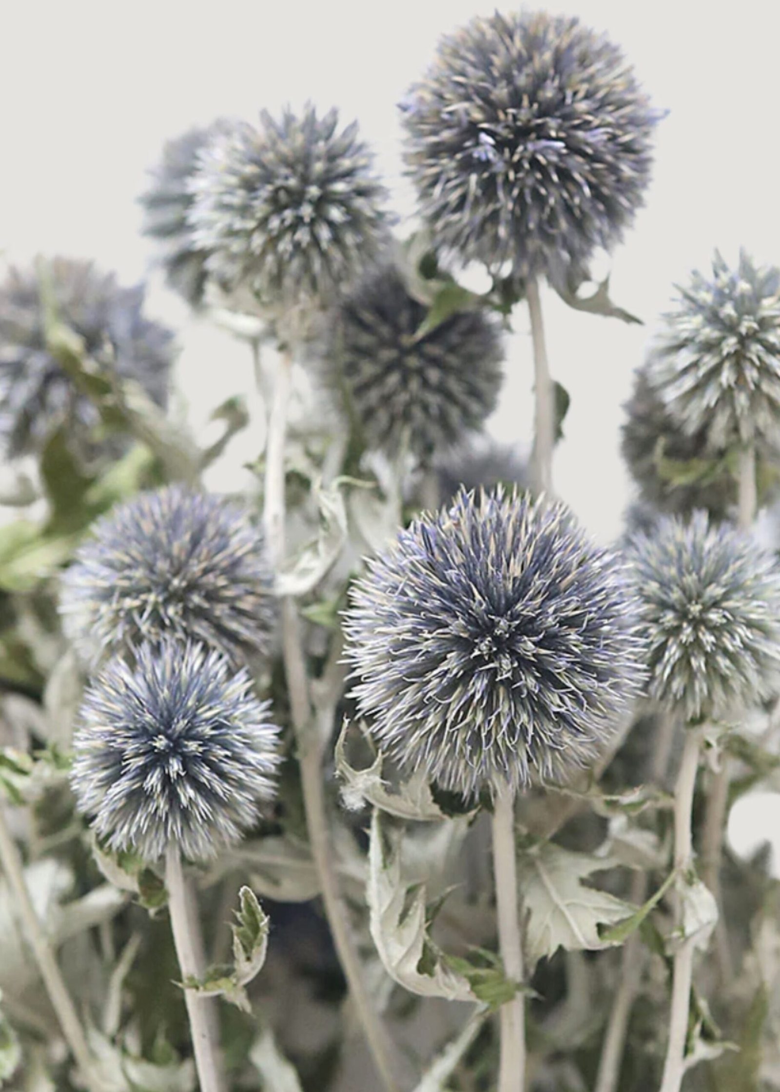Blue Dried Echinops Globe Thistles - 16-22" - Image 2