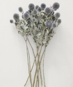 Blue Dried Echinops Globe Thistles - 16-22"