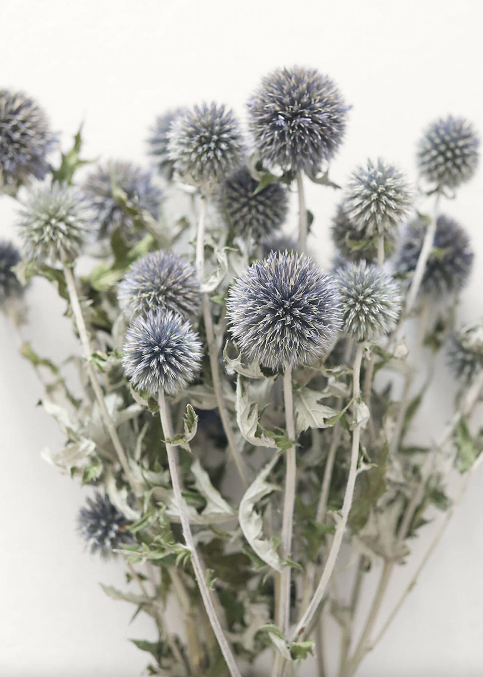 Blue Dried Echinops Globe Thistles - 16-22" - Image 3