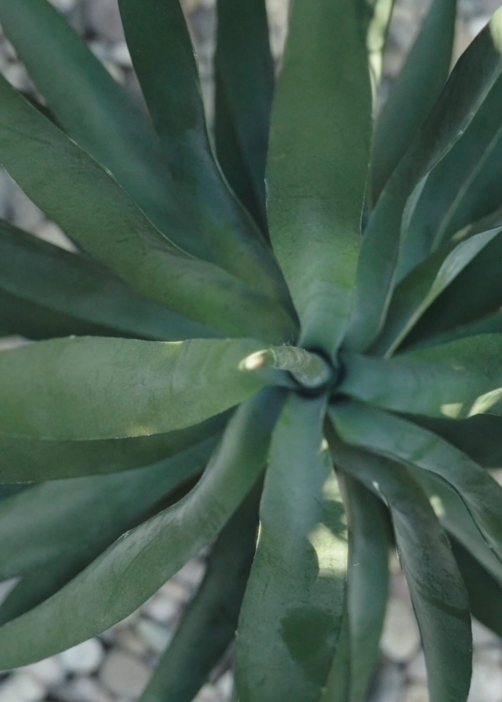 SAVE - UV Resistant Artificial Outdoor Yucca Plant - 27" - Image 4