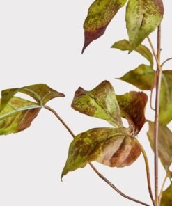 Alternative view of Faux Grape Ivy Stem in Green Eggplant - 48"