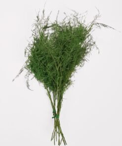 Preserved Asparagus Plumosus Fern - 12"-28"