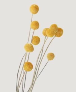 Bundle of 10 Dried Yellow Craspedia Billy Button Flowers - 22"