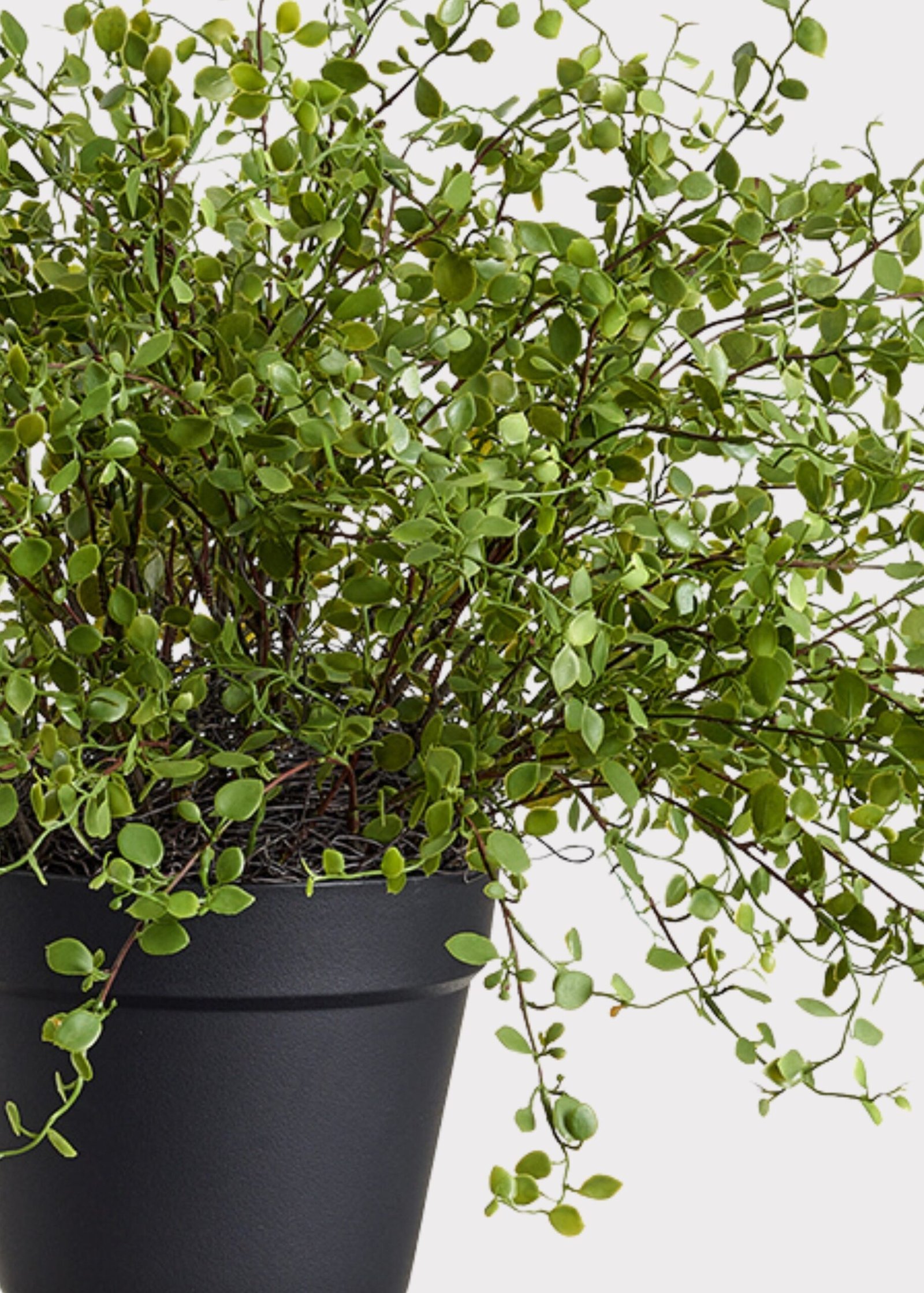 Maidenhair Creeping Vine Fake Potted Plant - 16" - Image 3