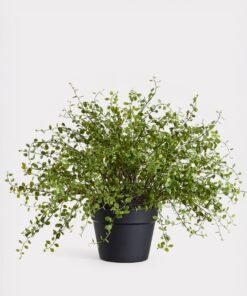 Maidenhair Creeping Vine Fake Potted Plant - 16"
