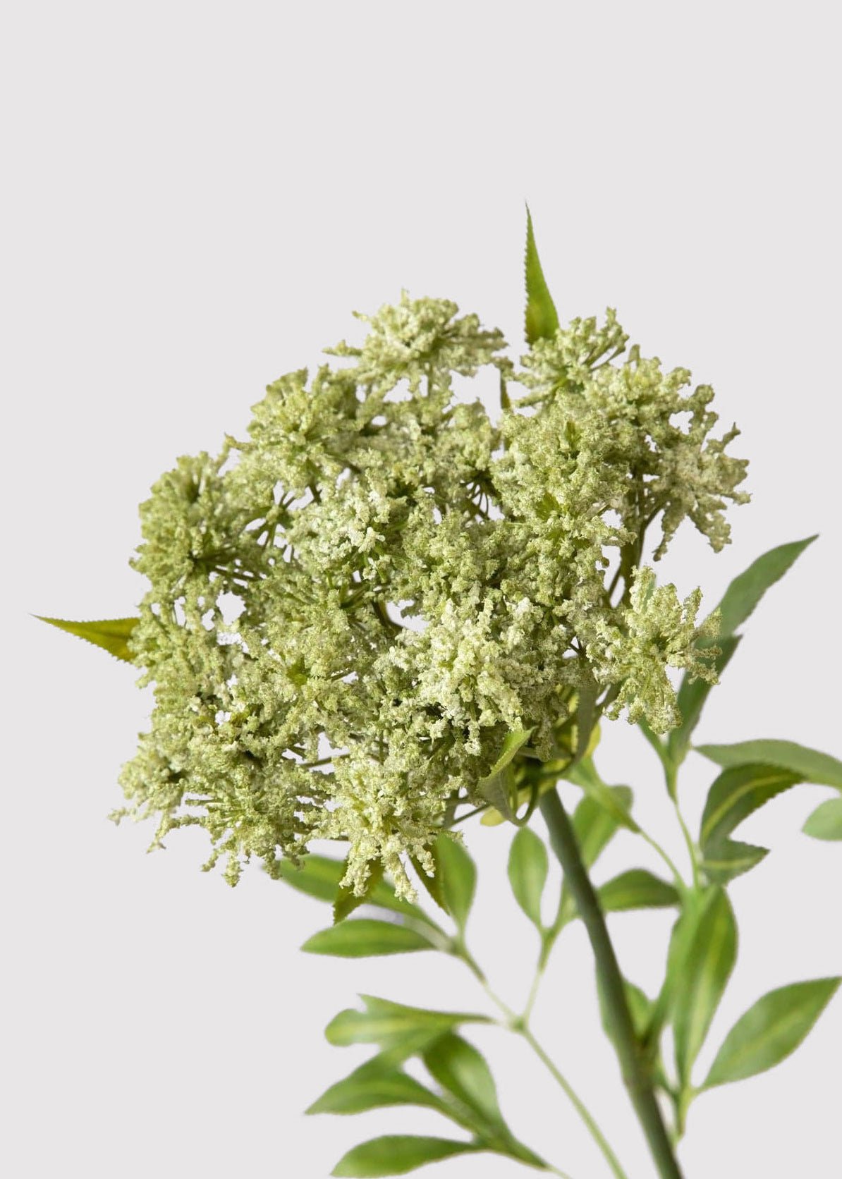 SAVE - Faux Queen Anne's Lace Wildflowers - 36" - Image 4