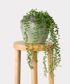 Alternative view of Fake String of Pearls Succulent Drop-In Plant - 17"
