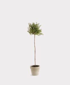 Fake Thyme Herb Topiary Potted Plant - 16"