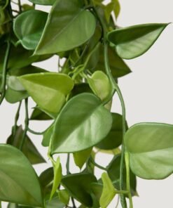 Alternative view of Artificial Plants Hanging Philodendron Bush - 32"