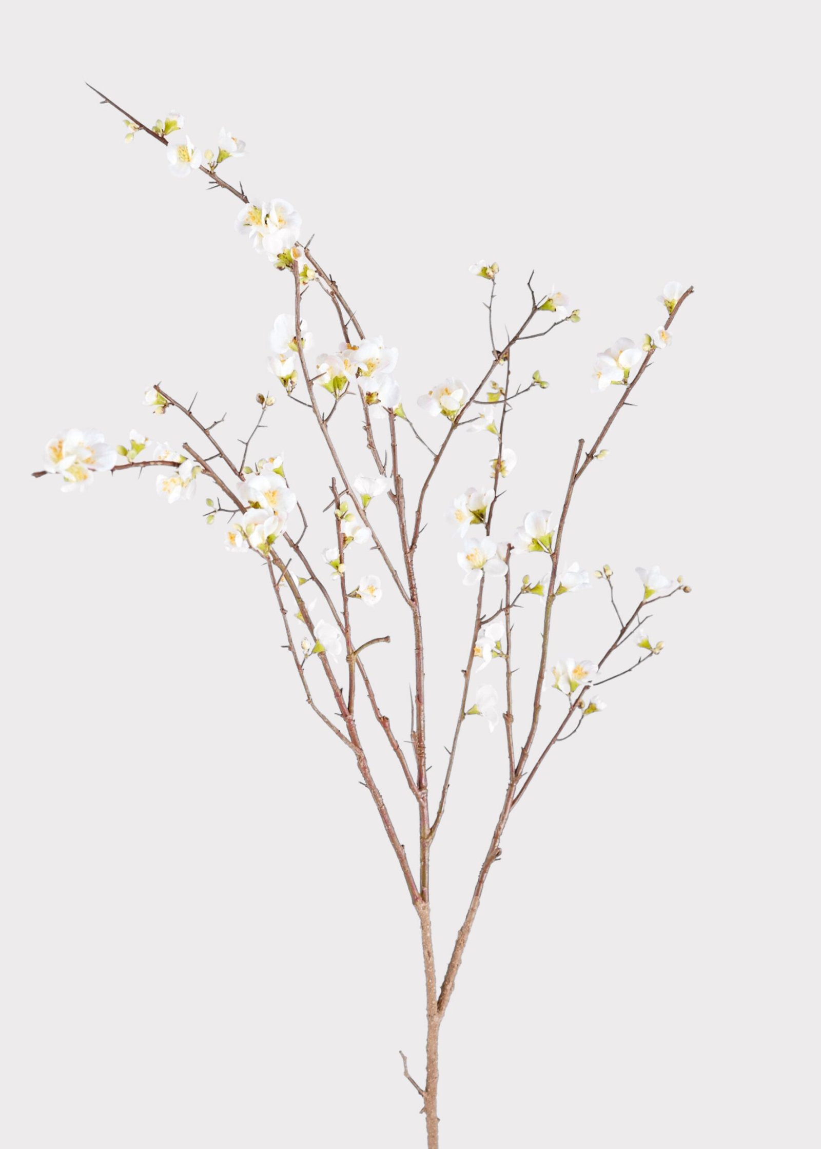 SAVE - Faux Quince Blossom Branch in Cream - 54"