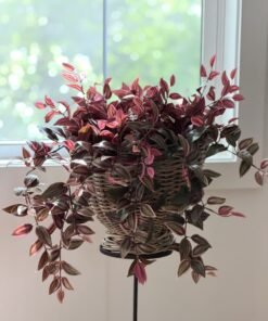 Alternative view of Burgundy Blush Artificial Tradescantia Hanging Plant - 30"
