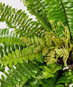 Alternative view of UV Resistant Indoor/Outdoor Fake Boston Fern Plant - 23"