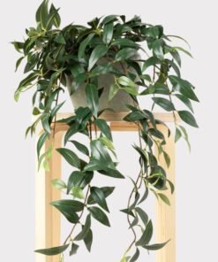 Alternative view of Fake Ruscus Leaf Hanging Plant - 31"