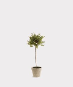 Artificial Thyme Herb Topiary Potted Plant - 13"