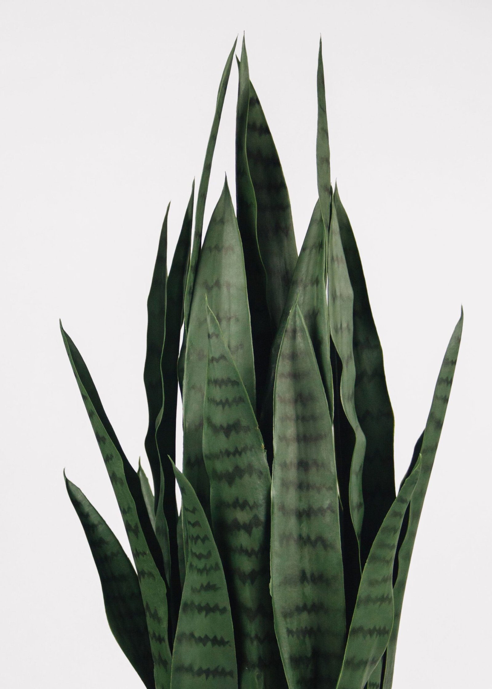 UV Treated Outdoor Fake Potted Sansevieria Snake Plant - 35" - Image 4