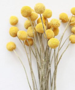 Bundle of 25 Dried Craspedia Billy Buttons - 18-26"