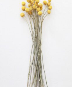 Alternative view of Bundle of 25 Dried Craspedia Billy Buttons - 18-26"