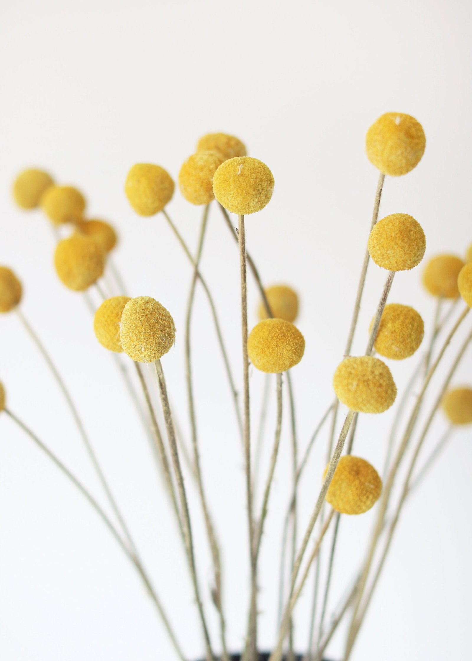 Bundle of 25 Dried Craspedia Billy Buttons - 18-26" - Image 4