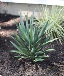 Alternative view of SAVE - UV Resistant Artificial Outdoor Yucca Plant - 27"